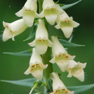 Photographie n°43155 du taxon Digitalis lutea L.