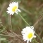  Jean René Garcia  - Leucanthemum subglaucum De Laramb. [1861]