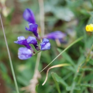 Photographie n°43162 du taxon Vicia onobrychioides L.