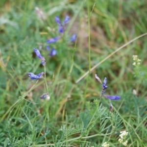 Photographie n°43163 du taxon Vicia onobrychioides L.