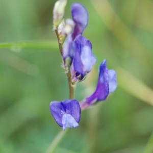 Photographie n°43164 du taxon Vicia onobrychioides L.