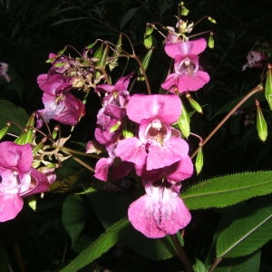 Photographie n°43175 du taxon Impatiens glandulifera Royle [1833]