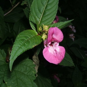 Photographie n°43176 du taxon Impatiens glandulifera Royle [1833]