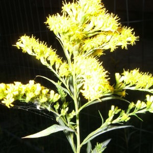 Photographie n°43179 du taxon Solidago canadensis L. [1753]