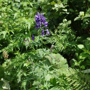  - Aconitum paniculatum sensu auct. plur.