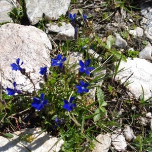 Photographie n°43183 du taxon Gentiana bavarica L. [1753]