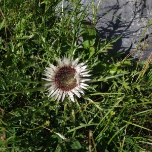Photographie n°43185 du taxon Carlina acaulis L. [1753]