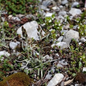 Gnaphalium supinum subsp. hoppeanum (W.D.J.Koch) Neuman (Gnaphale de Hoppe)