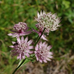 Photographie n°43190 du taxon Astrantia major L. [1753]