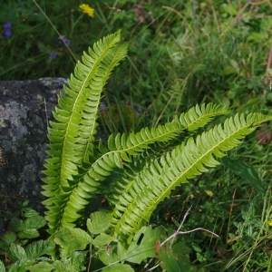 Photographie n°43195 du taxon Polystichum lonchitis (L.) Roth [1799]