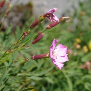 Photographie n°43197 du taxon Dianthus saxicola Jord. [1852]