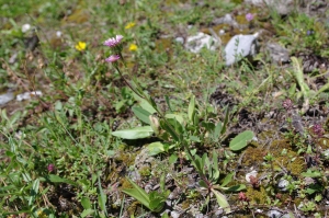 Jean-Luc Gorremans, le  4 août 2011 (Pralognan-la-Vanoise (Sentier cascade Gliere  Arcelin))