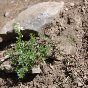 Photographie n°43199 du taxon Galium lucidum All. [1773]