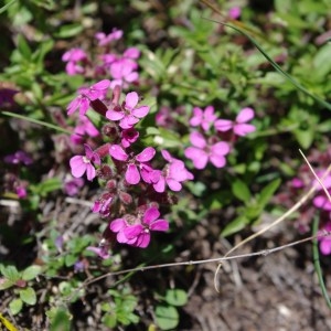 Photographie n°43201 du taxon Saponaria ocymoides L.