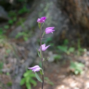 Photographie n°43205 du taxon Cephalanthera rubra (L.) Rich. [1817]