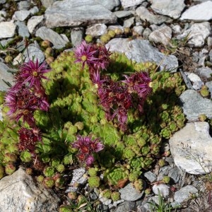 Photographie n°43214 du taxon Sempervivum montanum L. [1753]