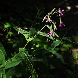 Photographie n°43216 du taxon Prenanthes purpurea L. [1753]