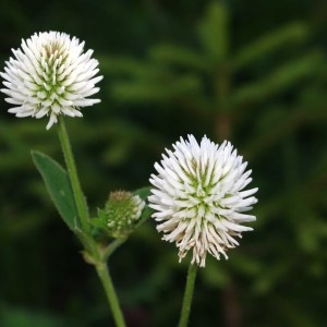 Photographie n°43217 du taxon Trifolium montanum L. [1753]