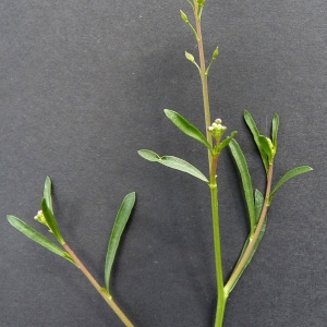 Photographie n°43224 du taxon Lepidium graminifolium L. [1759]