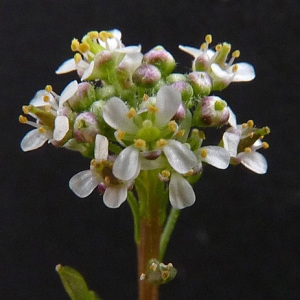 Photographie n°43225 du taxon Lepidium graminifolium L. [1759]