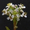  Bertrand BUI - Lepidium graminifolium L. [1759]