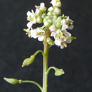 Photographie n°43226 du taxon Lepidium graminifolium L. [1759]