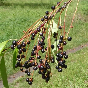 Photographie n°43232 du taxon Prunus padus L. [1753]