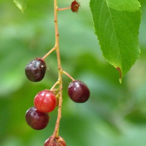 Photographie n°43234 du taxon Prunus padus L. [1753]