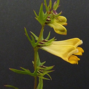 Photographie n°43239 du taxon Melampyrum pratense L. [1753]