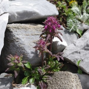 Photographie n°43241 du taxon Pedicularis rostratocapitata Crantz [1769]