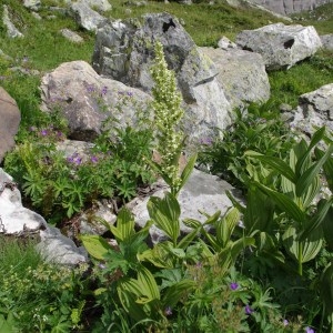 Photographie n°43242 du taxon Veratrum album L. [1753]