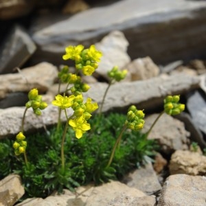 Photographie n°43244 du taxon Draba aizoides L. [1767]