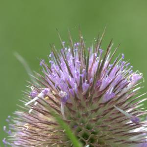 Photographie n°43253 du taxon Dipsacus fullonum L. [1753]