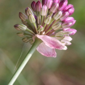 Photographie n°43259 du taxon Allium sphaerocephalon L. [1753]