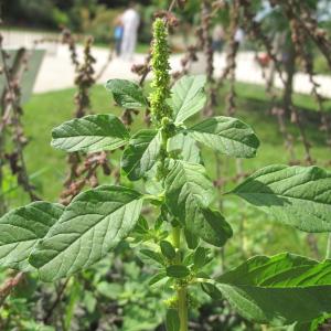 Photographie n°43261 du taxon Amaranthus blitum L.