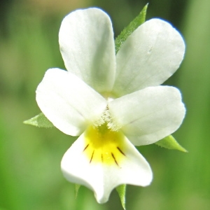 Photographie n°43263 du taxon Viola tricolor subsp. minima Gaudin