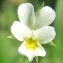  Marie  Portas - Viola tricolor subsp. minima Gaudin