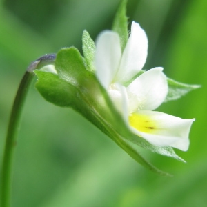 Photographie n°43264 du taxon Viola tricolor subsp. minima Gaudin