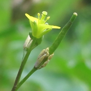 Diplotaxis viminea (L.) DC. (Diplotaxis des vignes)