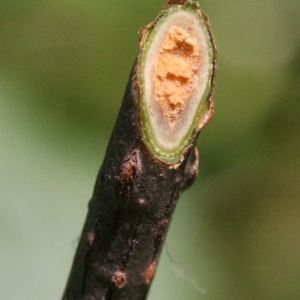 Photographie n°43273 du taxon Sambucus racemosa L. [1753]