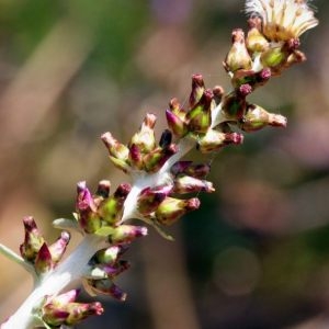 Gamochaeta americana (Mill.) Wedd. (Cotonnière d'Amérique)