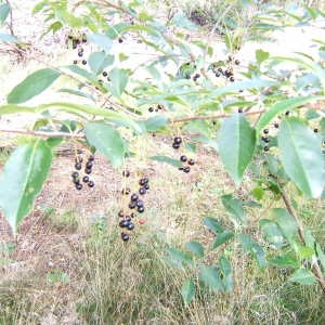 Photographie n°43277 du taxon Prunus padus L. [1753]