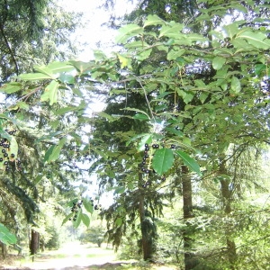 Photographie n°43278 du taxon Prunus padus L. [1753]