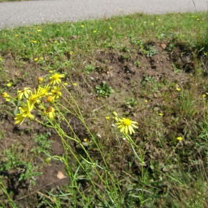 Photographie n°43280 du taxon Senecio inaequidens DC. [1838]