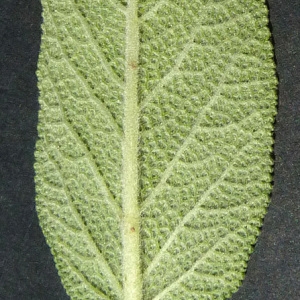 Photographie n°43289 du taxon Salvia officinalis L. [1753]