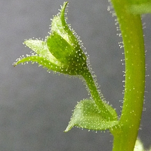 Photographie n°43290 du taxon Verbascum blattaria L. [1753]