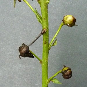 Photographie n°43291 du taxon Verbascum blattaria L. [1753]