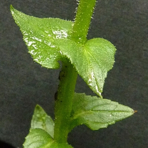 Photographie n°43292 du taxon Verbascum blattaria L. [1753]