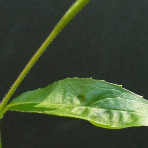 Photographie n°43295 du taxon Epilobium montanum L. [1753]