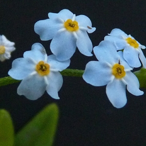 Photographie n°43299 du taxon Myosotis arvensis (L.) Hill [1764]